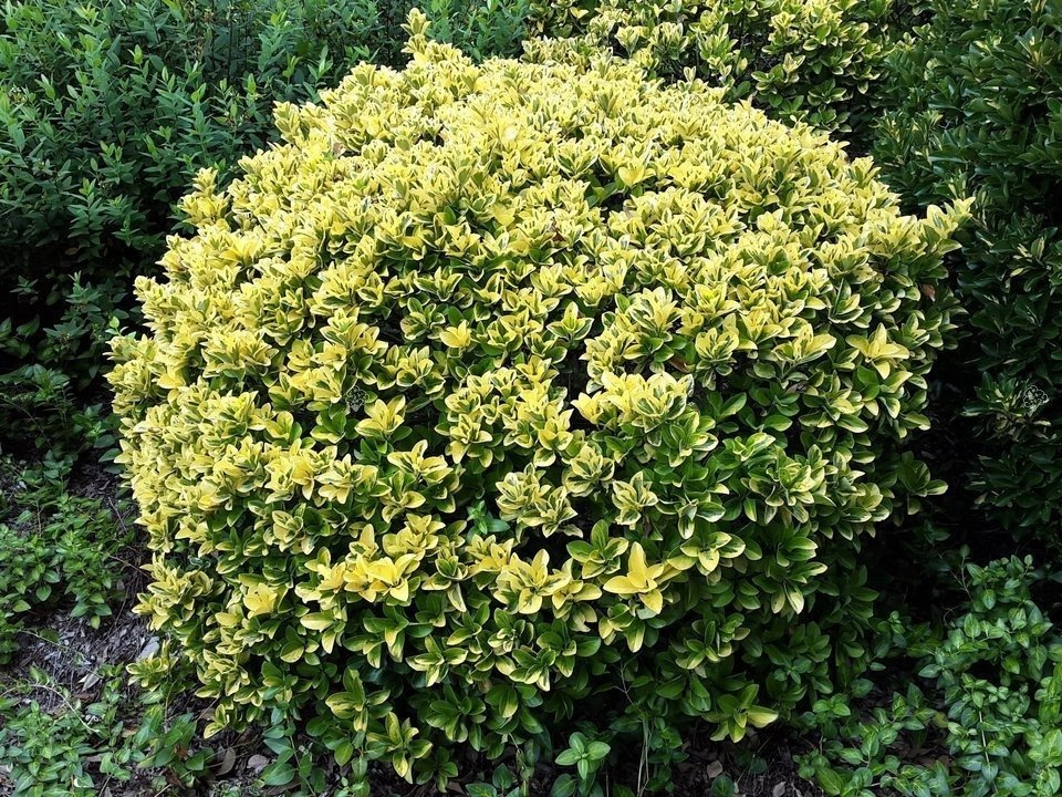 Trzmielina japońska Aureomarginatus Euonymus japonicus C2