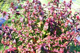 Zadrzewnia nadbrzeżna Troja Black Diervilla rivularis C3