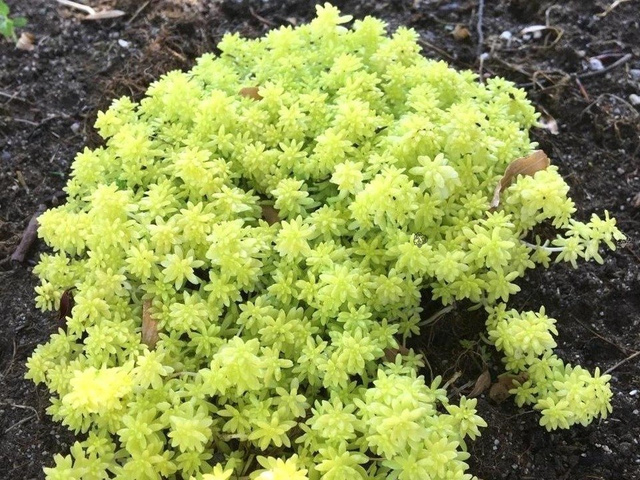 Rozchodnik hiszpański Aureum Sedum hispanicum var.aureum C2
