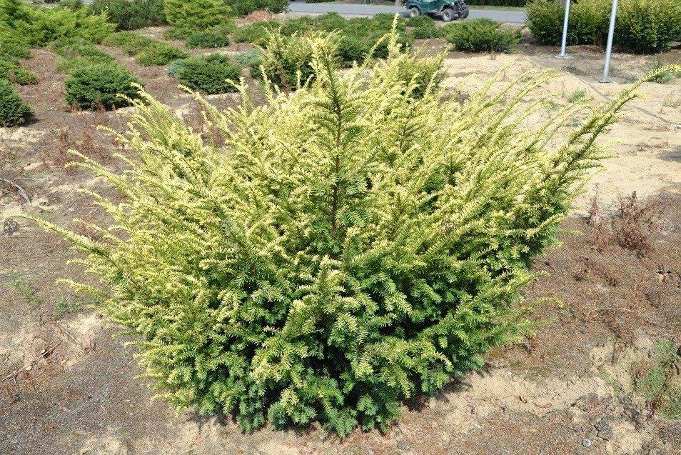 Cis pospolity Elegantissima Taxus baccata C3
