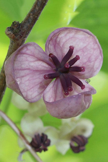 Akebia pięciolistkowa Akebia quinata C2