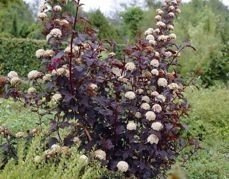Pęcherznica kalinolistna Diabolo PBR Physocarpus opulifolius C2