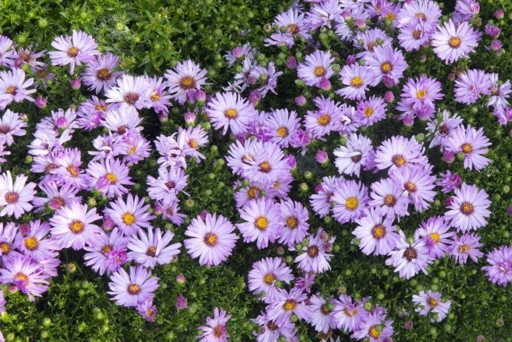 Aster krzaczasty Marjorie Aster dumosus P9