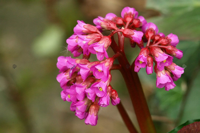 Bergenia orzęsiona Bergenia thysanodes P9