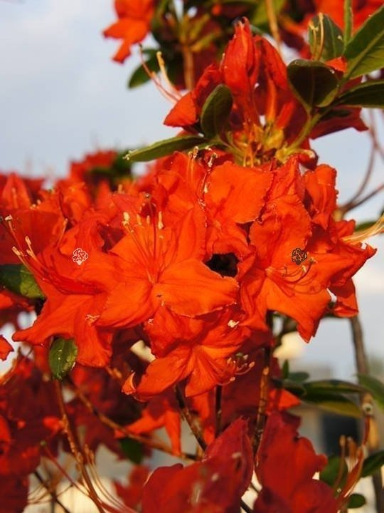 Azalia wielkokwiatowa Fireball Rhododendron (Knaphill-Exbury) C4