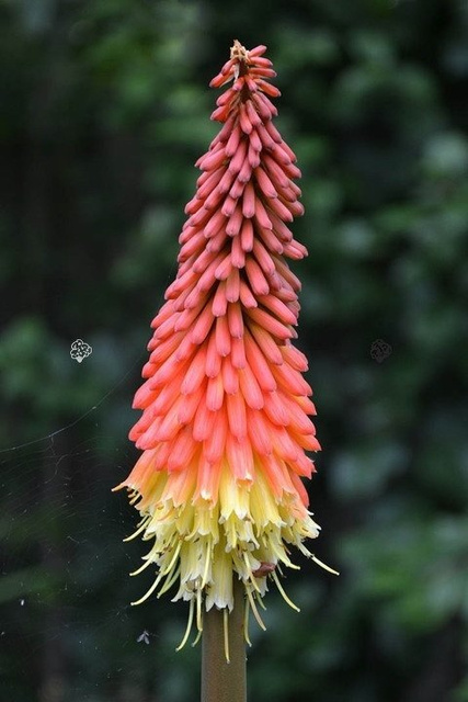 Trytoma groniasta Fire Glow Kniphofia uvaria P9