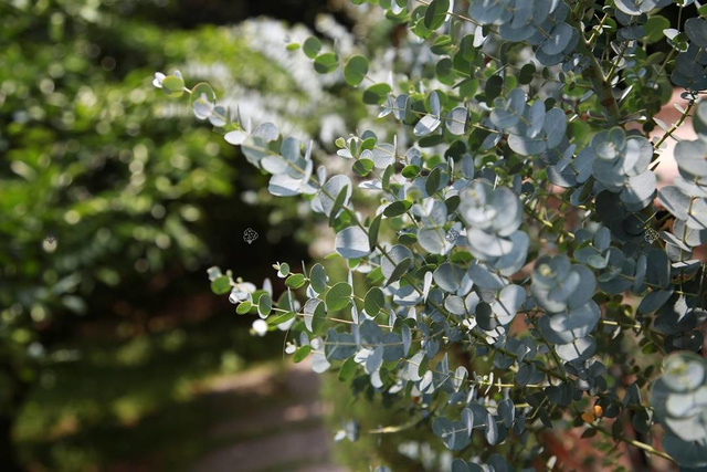 Eukaliptus górski Eucalyptus gunnii C2