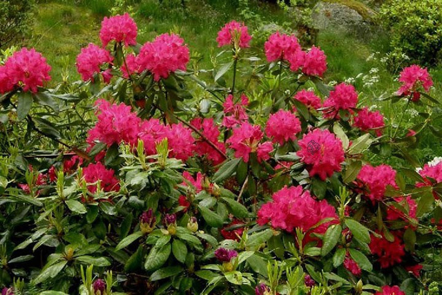 Różanecznik katawbijski Nova Zembla Rhododendron catawbiense C2