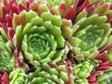 Rojnik Sabat Sempervivum P9