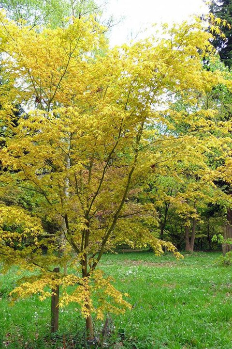 Klon palmowy Katsura Acer palmatum C3