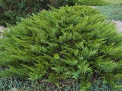 Jałowiec wirginijski Tripartita Juniperus virginiana C2