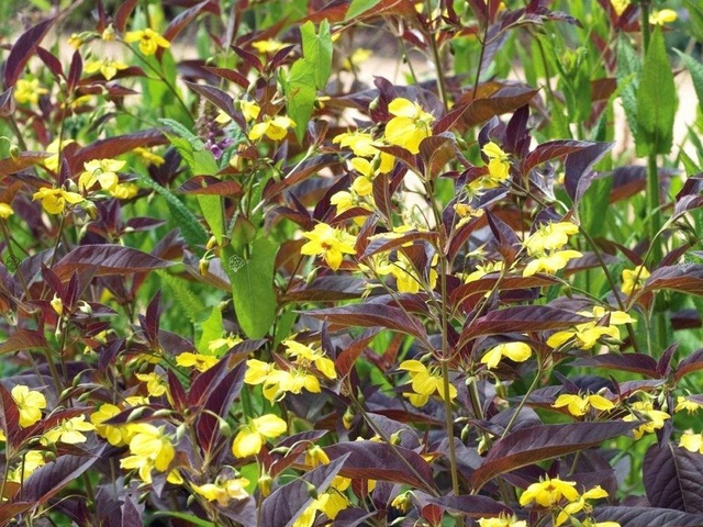 Tojeść orzesiona Firecracker Lysimachia ciliata P9