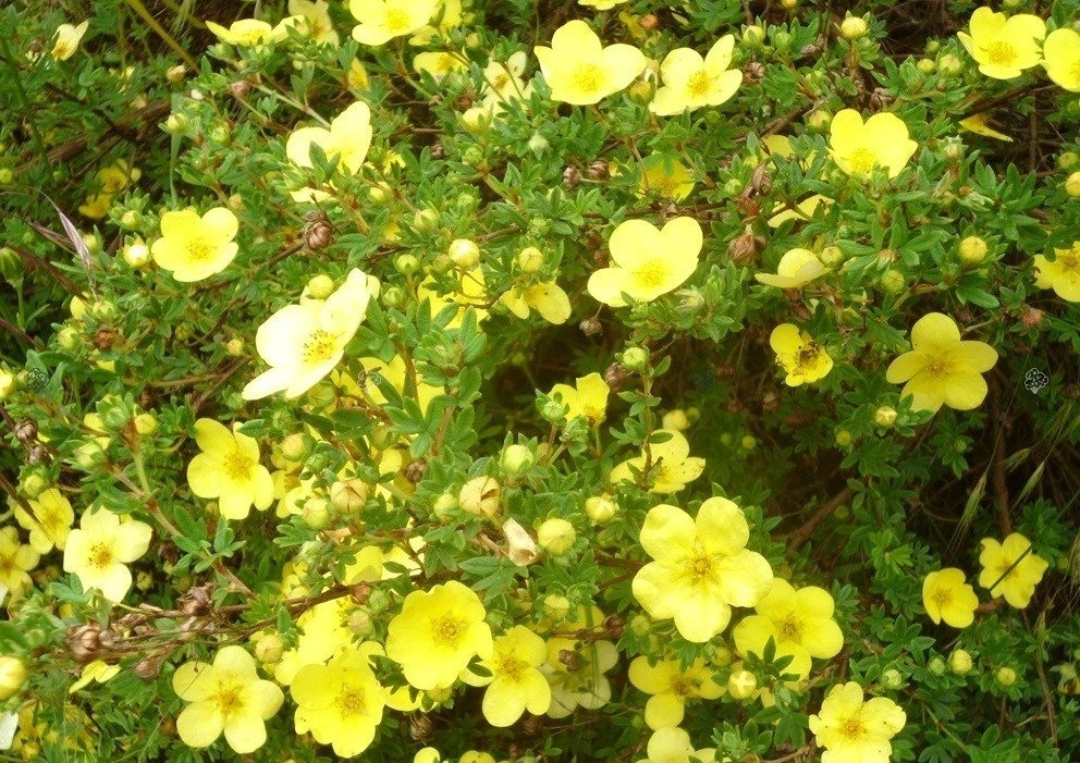 Pięciornik krzewiasty Katherine Dyckes Potentilla fruticosa P9