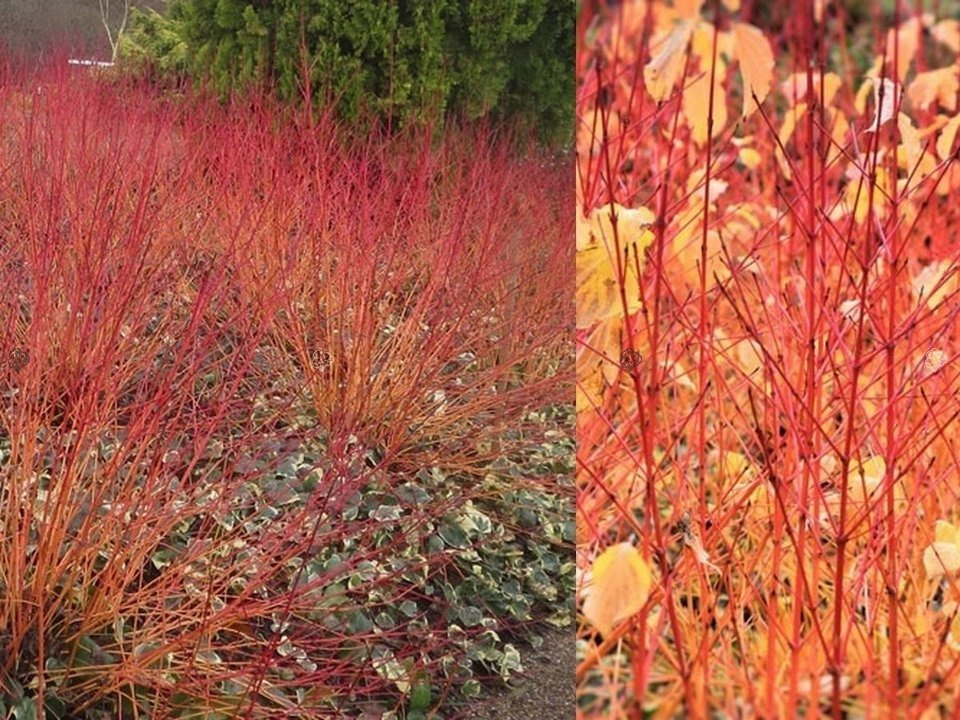 Dereń świdwa Anny's Winter Orange Cornus sanguinea C3