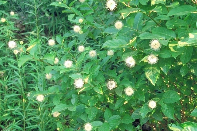 Guzikowiec zachodni Cephalanthus occidentalis P9