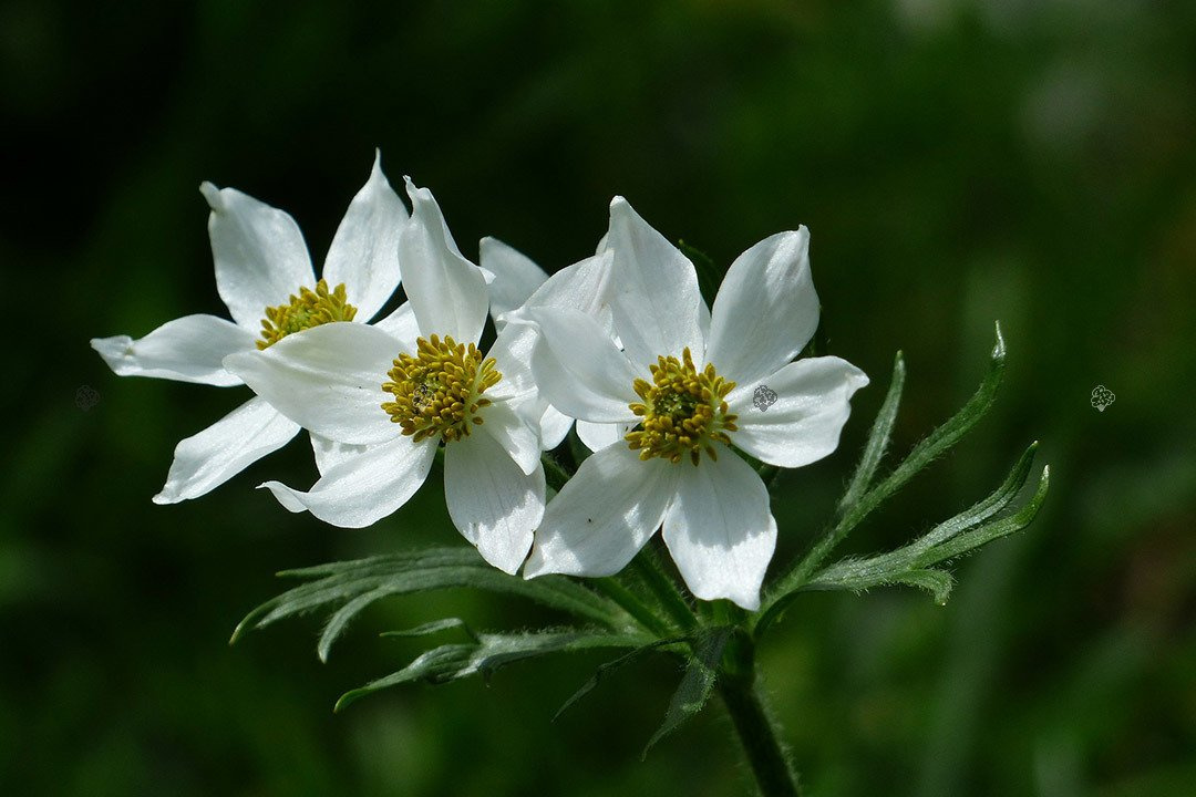 Zawilec wielkokwiatowy Anemone sylvestris P9