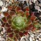 Rojnik Alladyn Sempervivum P9