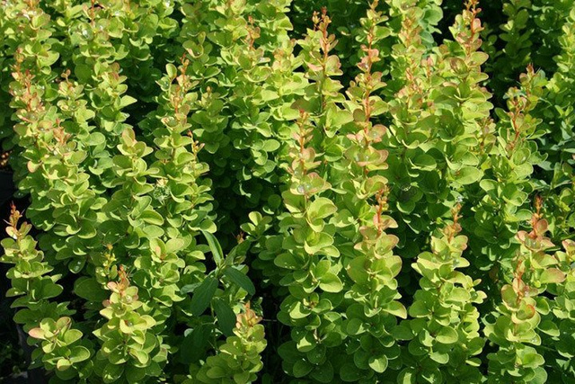 Berberys Thunberga Erecta Berberis thunbergii C2