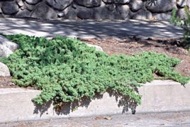 Jałowiec rozesłany Nana Juniperus procumbens C2