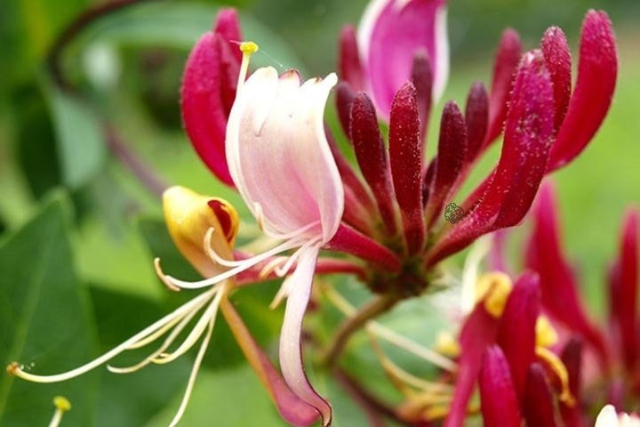 Wiciokrzew pomorski Serotina Lonicera periclymenum P9