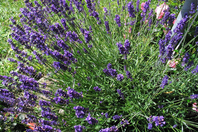 Lawenda pośrednia Pure Platinum Nico Lavandula intermedia P9