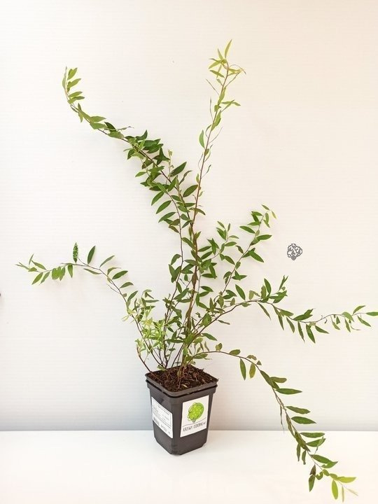 Tawuła szara Grefsheim Spiraea cinerea P9