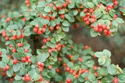 Irga szwedzka Skogholm Cotoneaster suecicus C2