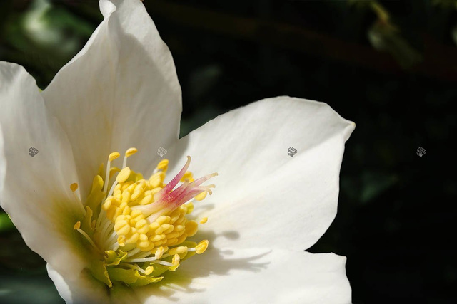 Ciemiernik biały Helleborus niger P9