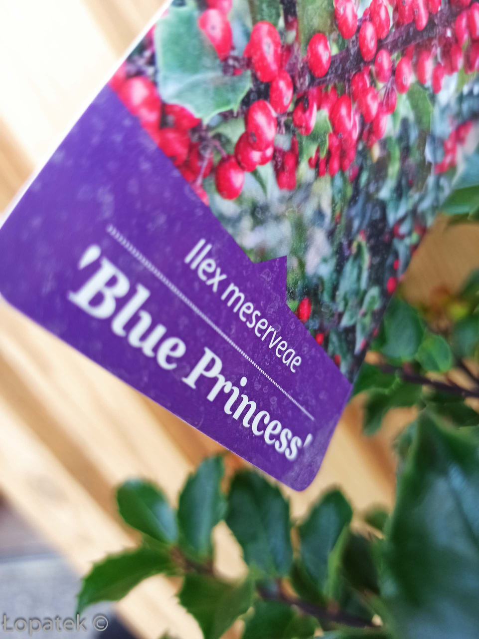 Ostrokrzew Meservy Blue Princess Ilex meserveae C2
