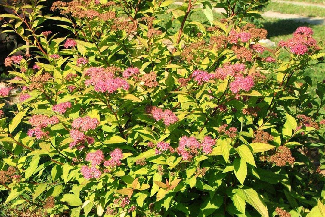 Tawuła japońska Candlelight Spiraea japonica C3