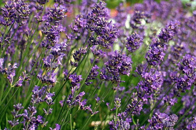 Lawenda wąskolistna Hidcote Blue Strain Lavandula angustifolia P9