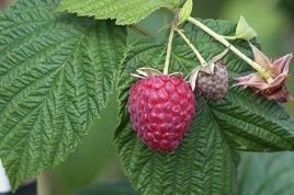 Malina Polka PBR Rubus idaeus