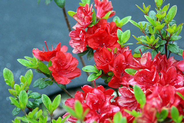 Azalia japońska Stretto Rhododendron obtusum C2