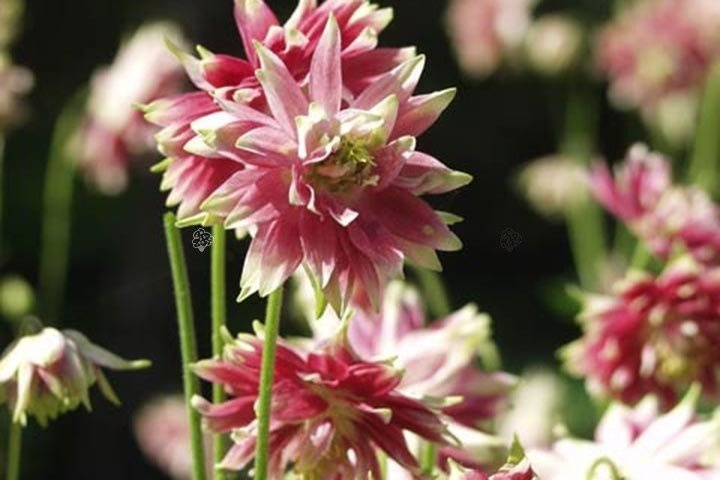Orlik pospolity Nora Barlow Aquilegia vulgaris C2