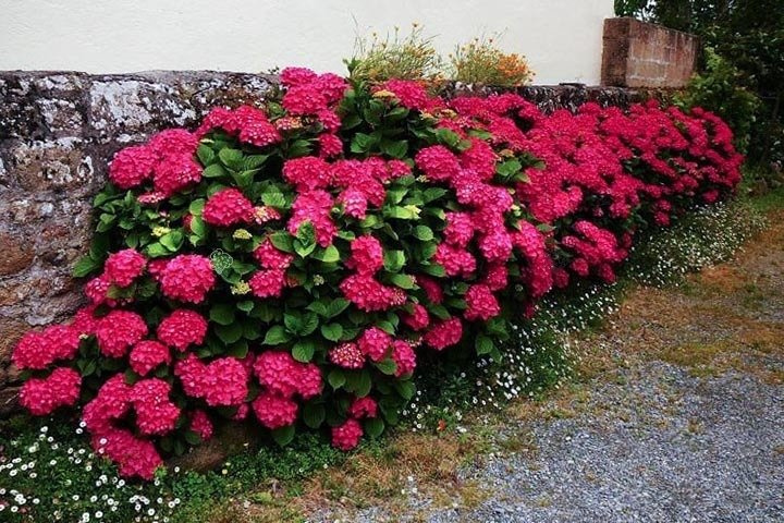 Hortensja ogrodowa Hot Red PBR Hydrangea macrophylla C2