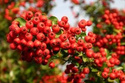 Ognik szkarłatny Red Column Pyracantha coccinea