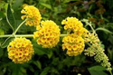 Budleja Weyera Sungold Buddleja weyeriana P9