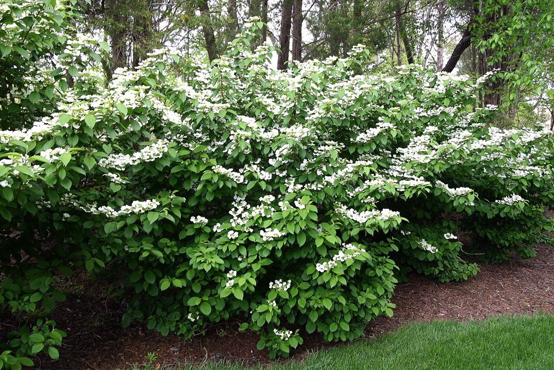 Kalina japońska Shasta Viburnum plicatum f. tomentosum P9
