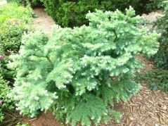 Modrzew japoński Blue Dwarf Larix kaempferi C5
