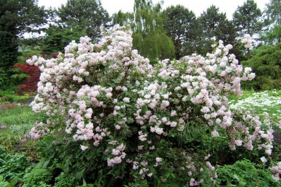 Żylistek mieszańcowy Mont Rose Deutzia hybrida P9