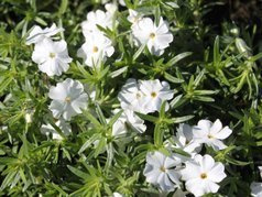 Floks szydlasty White Delight Phlox subulata C2