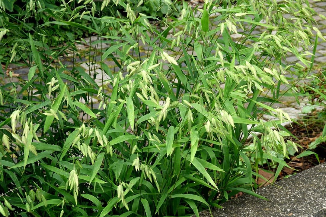 Obiedka szerokolistna Chasmanthium latifolium P9