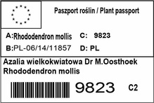 Azalia wielkokwiatowa Dr M.Oosthoek Rhododendron mollis