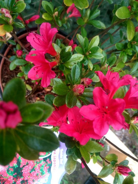 Azalia japońska Geisha Red Rhododendron obtusum C2
