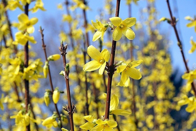 Forsycja Maluch Forsythia P9