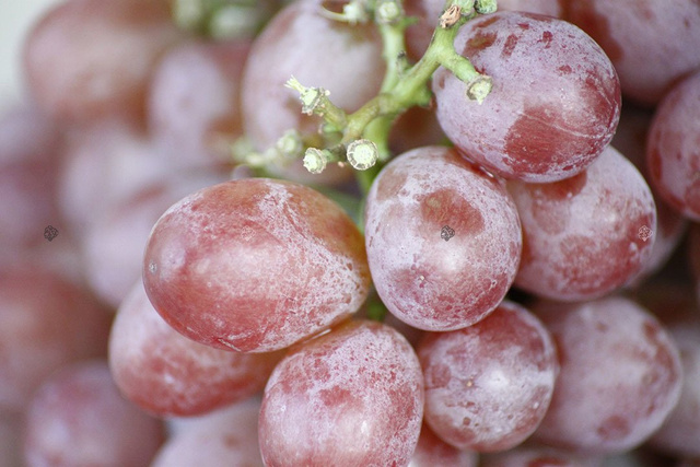 Winorośl Chrupka Różowa Vitis C2
