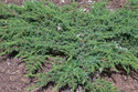 Jałowiec pospolity Green Carpet Juniperus communis P9