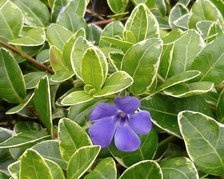 Barwinek pospolity Aureovariegata Vinca minor P9