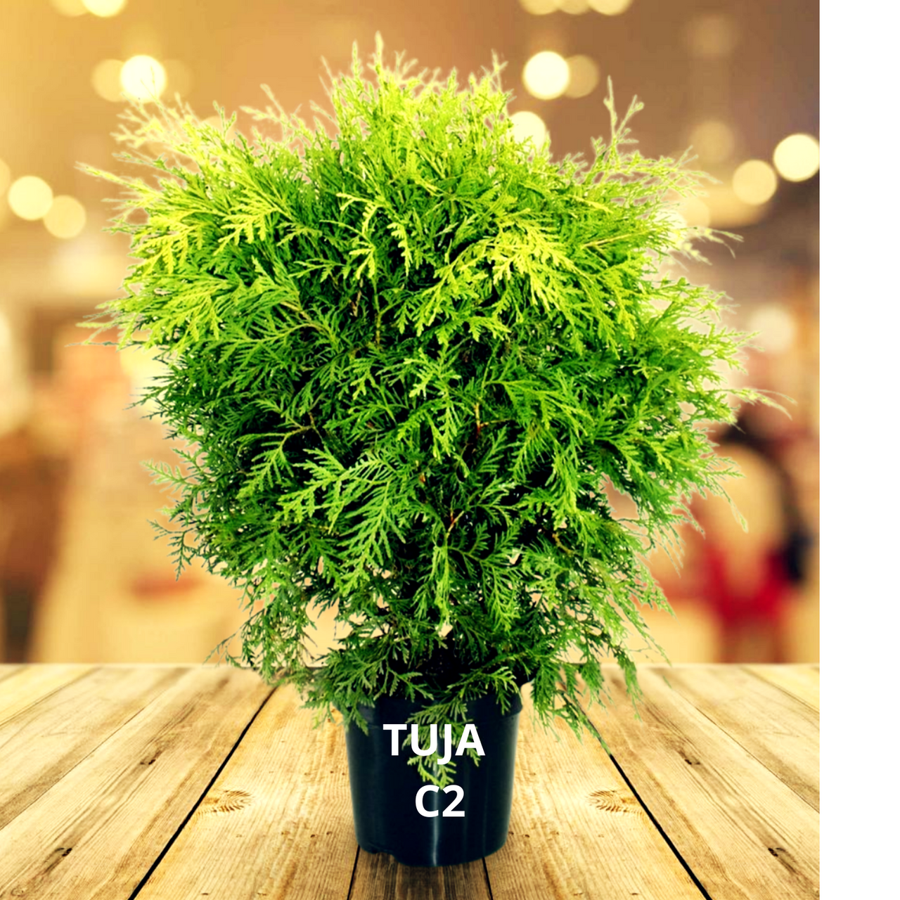 Tuja Globosa Aurea Thuja occidentalis C2