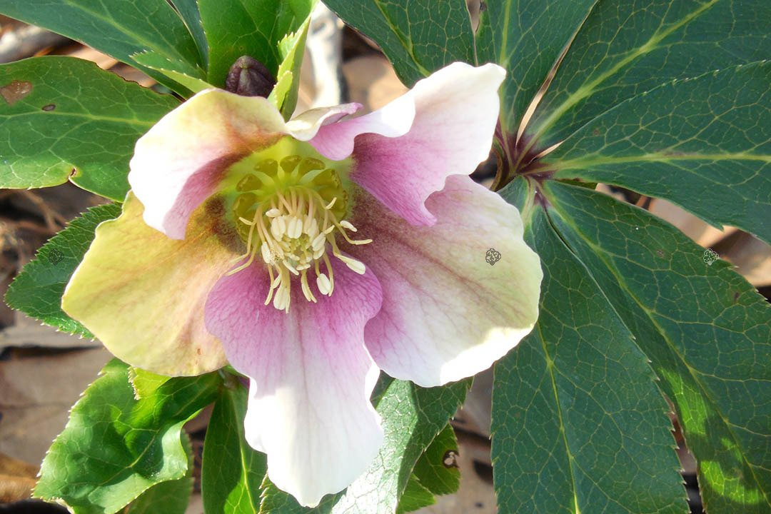 Ciemiernik biały Helleborus niger P9